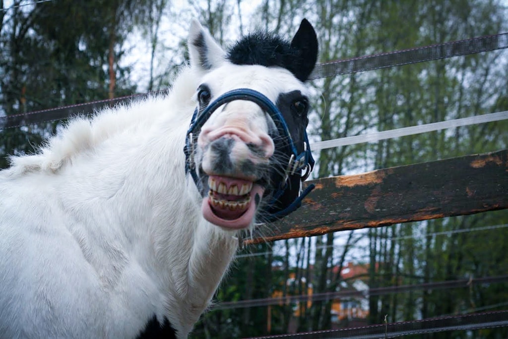 Påmelding til høstens ridekurs har åpnet